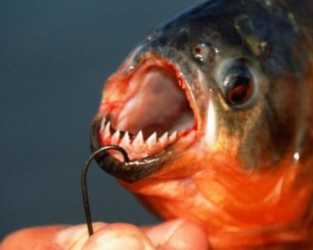 Група деца уловиха половинметрова пираня в река в Словакия