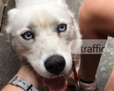 Кучето с леденосини очи отново избяга, друга жена го приюти СНИМКИ