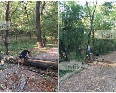 Санитарна сеч в Лаута, след като дърво падна върху алея СНИМКИ