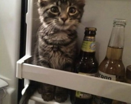 Забавни СНИМКИ разкриват какъв е животът с котка