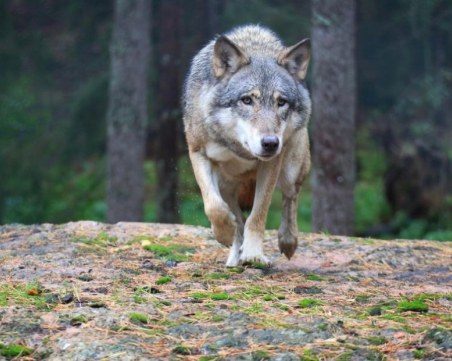 Вълк единак тормози жителите на село Фотиново