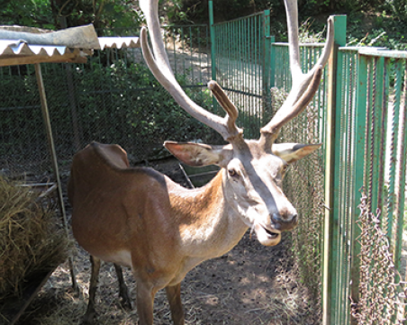 Благородният елен от роден зоопарк останал кожа и кости