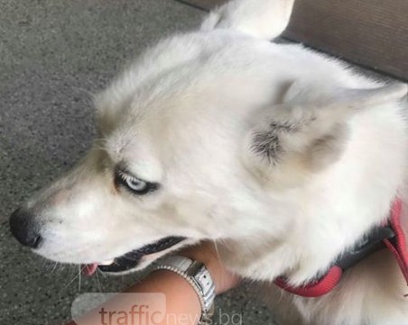 Още го няма стопанина на леденосинеоката красавица! Никой ли не го познава? СНИМКИ