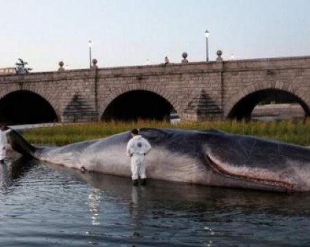 Живеещи в Мадрид се ококориха, след като видяха тялото на голям кит до мост