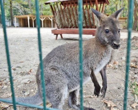 Ето го най-новия зоопарк СНИМКИ