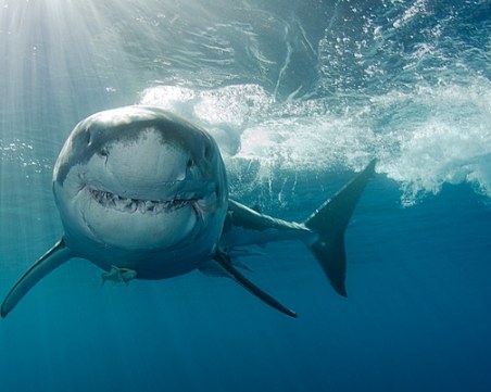 Акула нападна и уби човек в САЩ