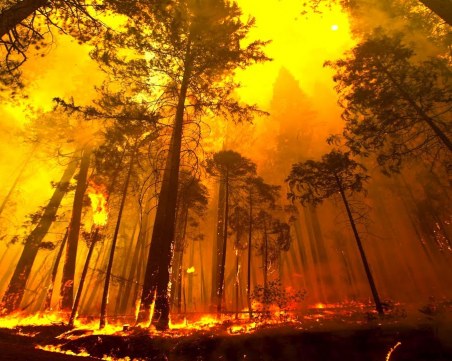 Пожар изпепели 50 декара гора в Рила