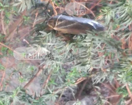 Грамадни буболечки погнусиха пловдивчани край Новотела СНИМКИ