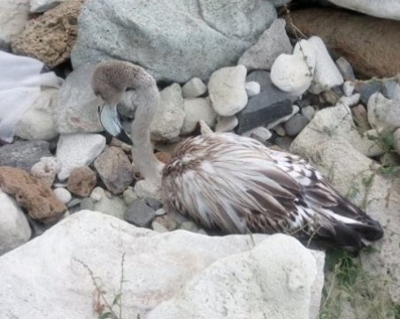 Намериха затиснато розово фламинго в скали край Китен