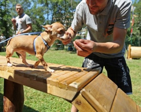 Домашни любимци ще дефилират днес в Кършияка