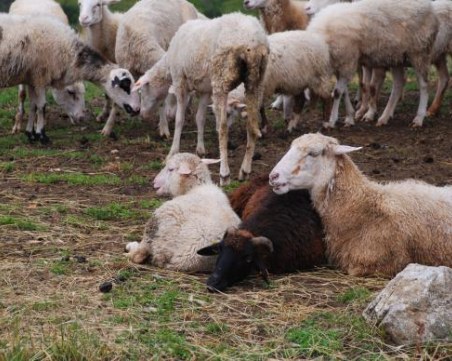 Овцете в Болярово умрели от преяждане, а не от чума