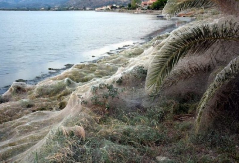 Гигантска паяжина захлупи цял плаж в Гърция и втрещи всички СНИМКА