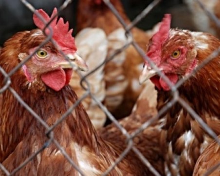 Откриха огнище на птичи грип в пловдивско село