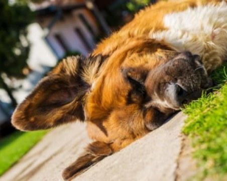 Психично болен уби по зверски начин куче в Благоевград