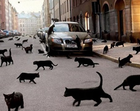 Разкриха мистерия с убийствата на над 400 котки