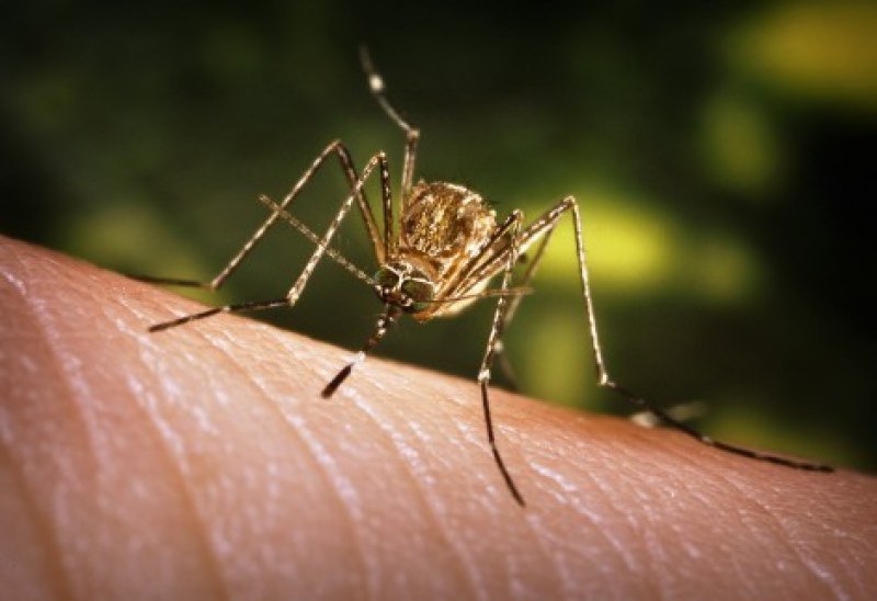 Още 5 души починаха от вируса на комарите в Гърция!