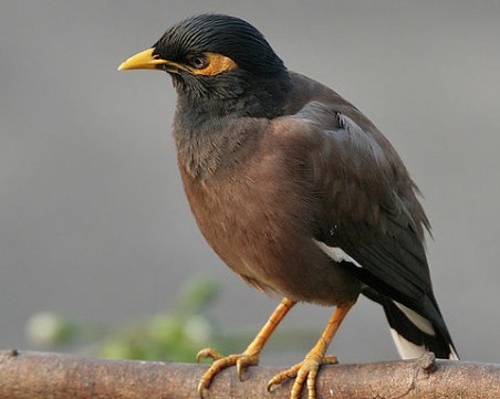 Коя е обикновената майна? СНИМКА