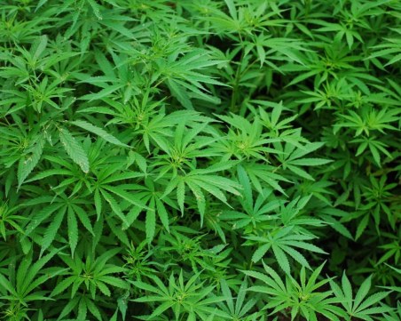 Разбиха наркоферма в Калифорния, оказа се собственост на българин