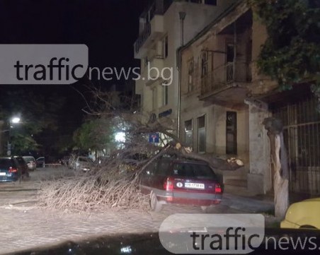 Дърво се стовари върху автомобил на “Карловска“