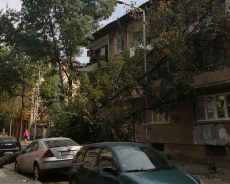 Ураганът иде! Паднали клони премазаха автомобили в Северна България