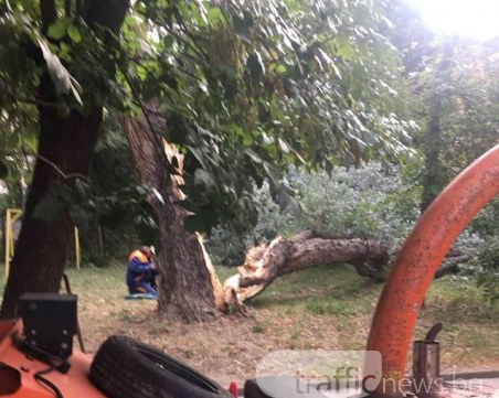 Паднало дърво блокира пътя до училище в Пловдив