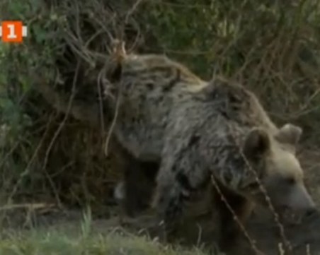 Спасиха мечка, попаднала в бракониерски капан