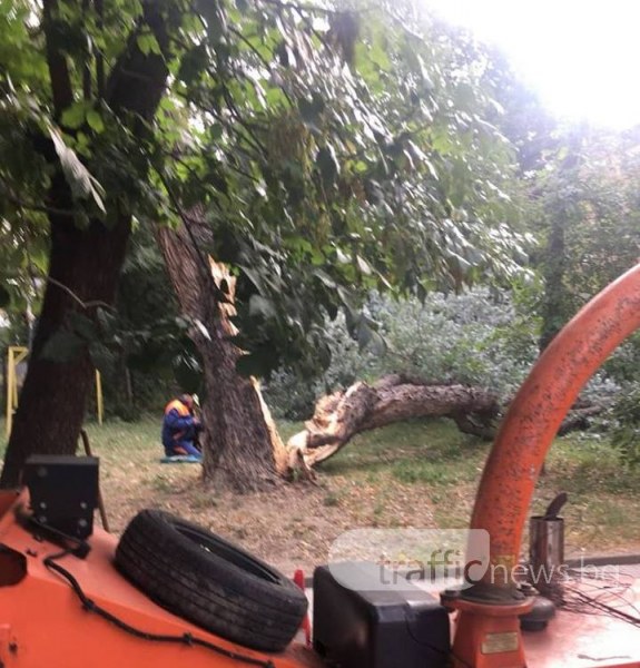 Паднало дърво блокира пътя до училище в Пловдив