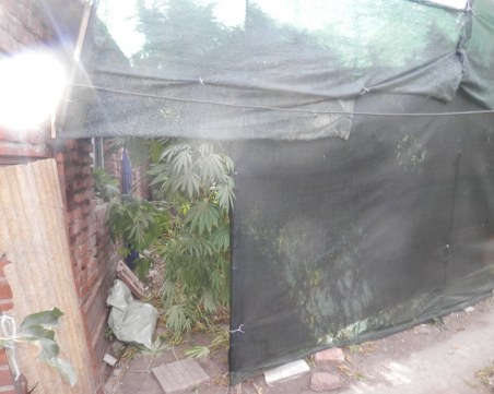 Разбиха наркооранжерия край Пазарджик! “Градинарят“ е арестуван СНИМКИ