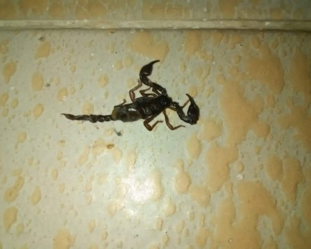 Бум на скорпиони в Берковица! Жителите на града опитват да се справят с нашествието