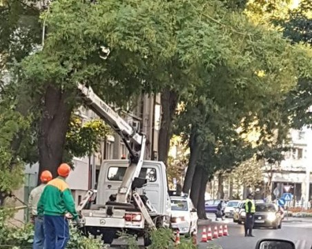 Режат дървета в центъра на Пловдив, образува се задръстване СНИМКИ