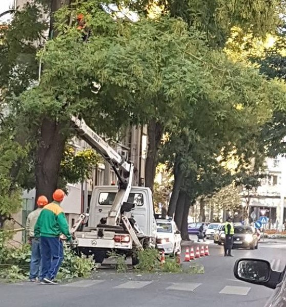 Режат дървета в центъра на Пловдив, образува се задръстване СНИМКИ