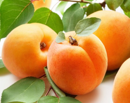 Интересни факти за кайсиите и техните лечебни свойства