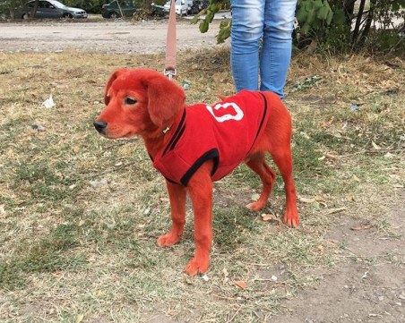 Защо? Кой причини това на Реди – боядисаното в червено куче?