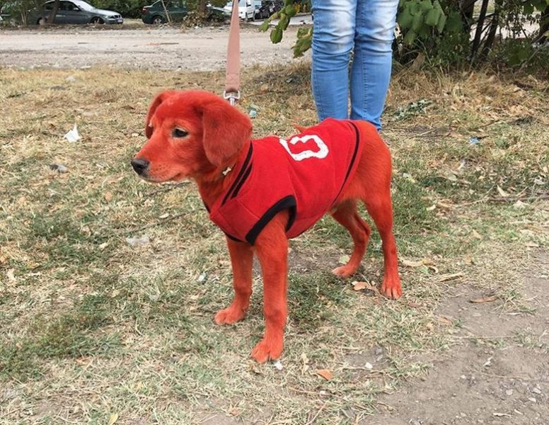 Защо? Кой причини това на Реди – боядисаното в червено куче?