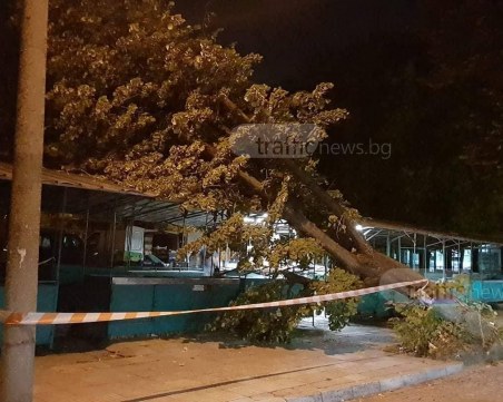 Дърво падна върху сергия на пазара в Гагарин, районът е отцепен СНИМКИ