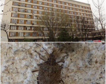 Истинско нападение: Пловдив пропищя от миризливки СНИМКИ