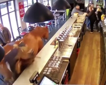 Състезателен кон хвърли ездача и... влезе в бар ВИДЕО