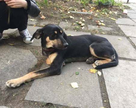 Ученици намериха изгубено куче до училище в Пловдив СНИМКИ