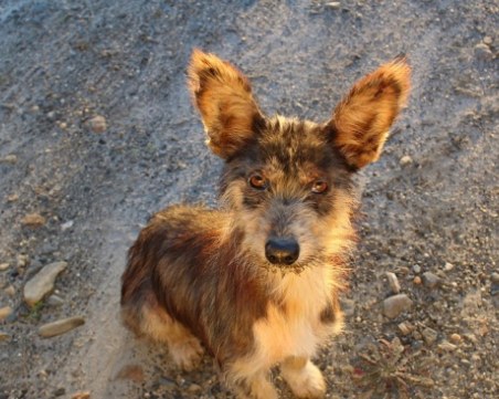 Браво! Пожарникари спасиха куче, паднало в шахта