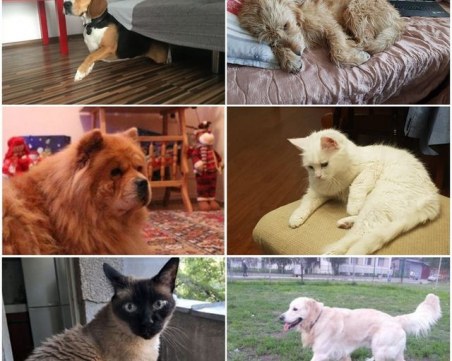 Любимците  на TrafficNews и техните истории в СНИМКИ