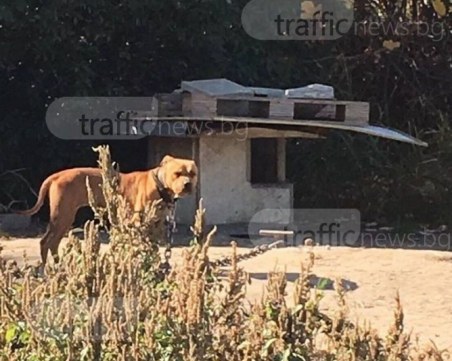 Неясна е съдбата на питбулите от Арената на смъртта в Кършияка
