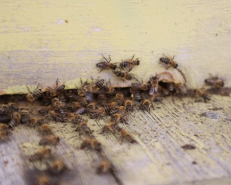 Рояк от оси се спусна в двора на училище, дете и преподавателка са нажилени