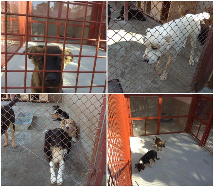 Прекрасни кучета в пловдивския приют чакат своите хора, обещават приятелство за цял живот СНИМКИ