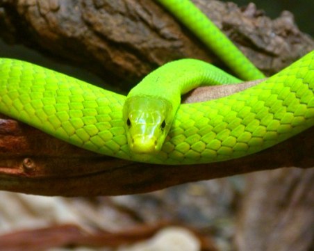 Издирват Зелена мамба из улиците на Прага