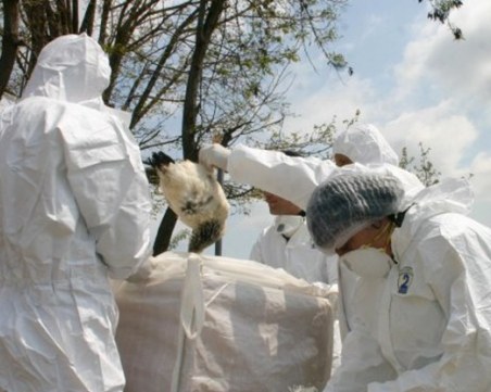 Откриха огнище на птичи грип край Пловдив