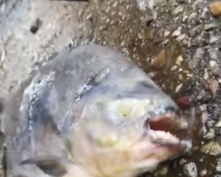 Риба с човешки зъби извадиха рибари от езеро в Русия ВИДЕО