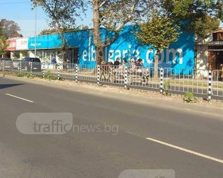 Ромската версия на Дядовата ръкавичка! Жени и деца се натъпкаха в каруца, смаяха пловдивчани СНИМКИ