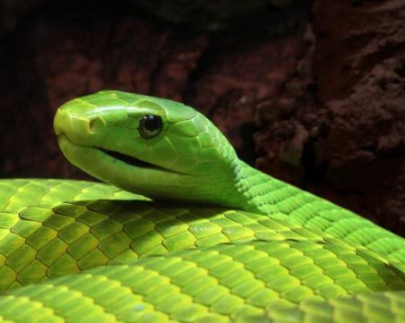 Хванаха избягалата зелена мамба в Прага