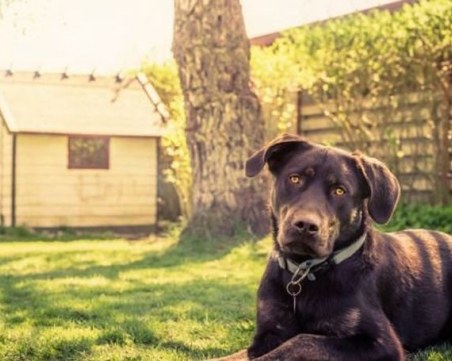 Обучават кучета да помагат на диабетици