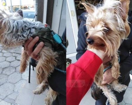 Пловдивчани намериха йорки на паркинг в Каменица, търсят се собствениците СНИМКИ